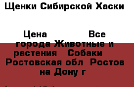 Щенки Сибирской Хаски › Цена ­ 20 000 - Все города Животные и растения » Собаки   . Ростовская обл.,Ростов-на-Дону г.